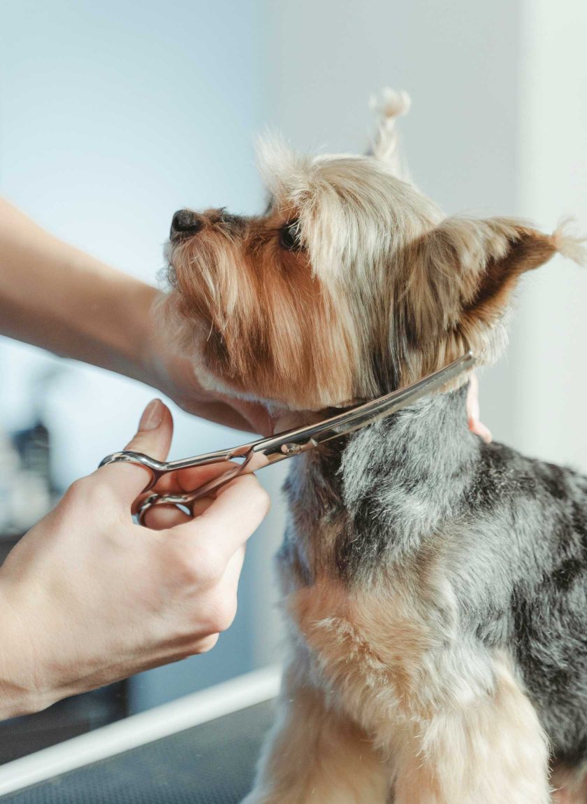 The Pet Studio - Dog Grooming